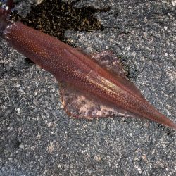 強風、釣りにならず