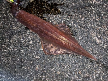 強風、釣りにならず