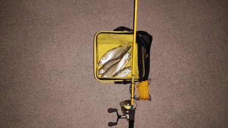 今夜はアジング