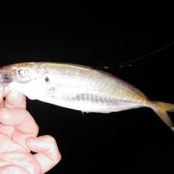 風が吹いてもメバリング