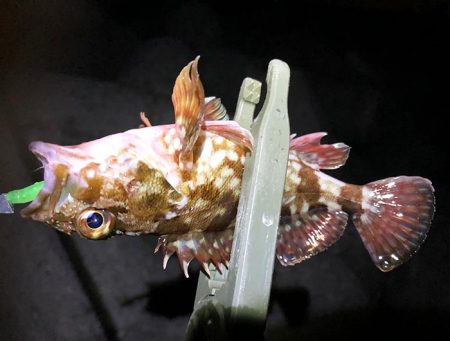 渋すぎ。下手には釣れませんなー