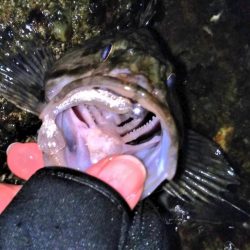 元旦ライトゲーム