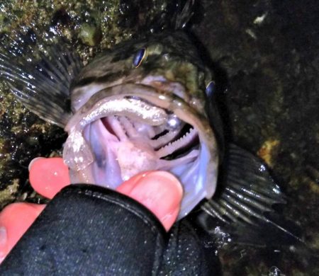 元旦ライトゲーム