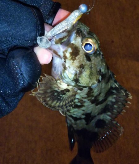 根魚に癒やされた