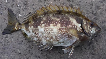 触らん　餌取られん