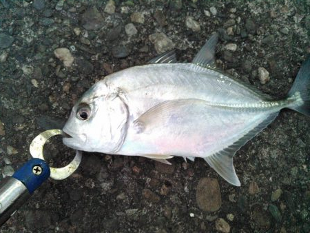 ライトショアジギング