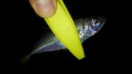 今年初ライトゲーム!