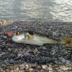 自分だけ激貧釣果