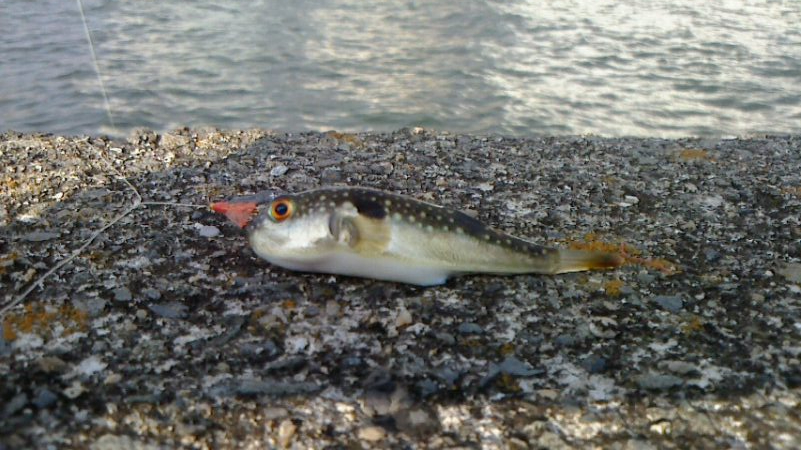 自分だけ激貧釣果