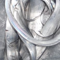 ドラゴンにワイヤー切られ；；