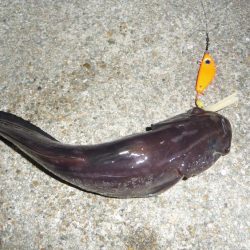 タチウオ不発で 銀色じゃないやつ!