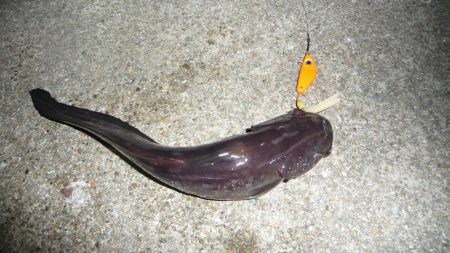 タチウオ不発で 銀色じゃないやつ!