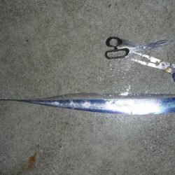 周りは釣れてても自分は釣れない;;