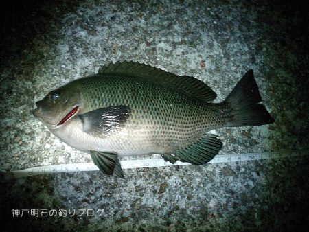 釣り日和