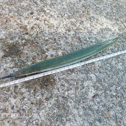 ジャンボサヨリ爆