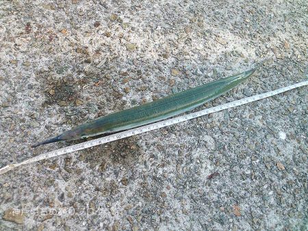 ジャンボサヨリ爆