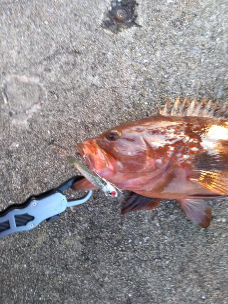 お宝　アコウ　ゲット