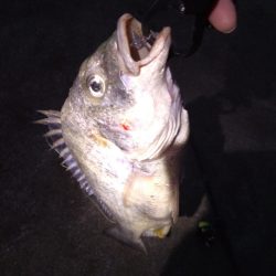 ライトワインドでキビレ