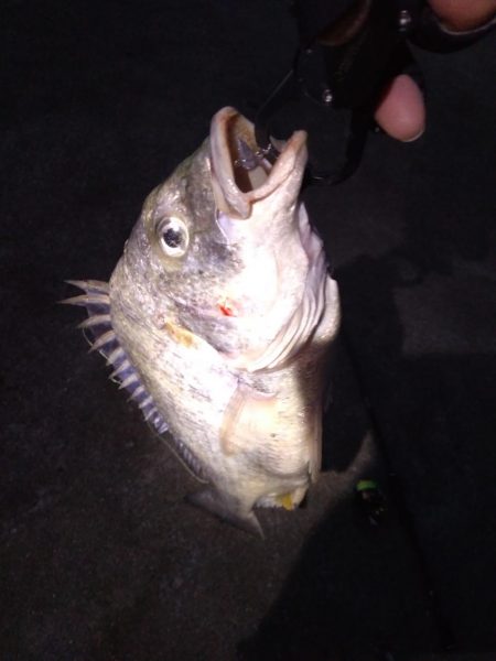 ライトワインドでキビレ