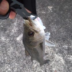 シーバス 冬季朝練