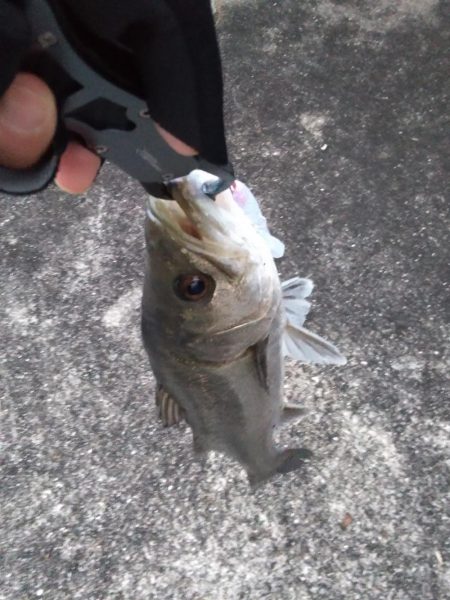 シーバス 冬季朝練