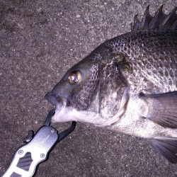 ルアーで良型のチヌ