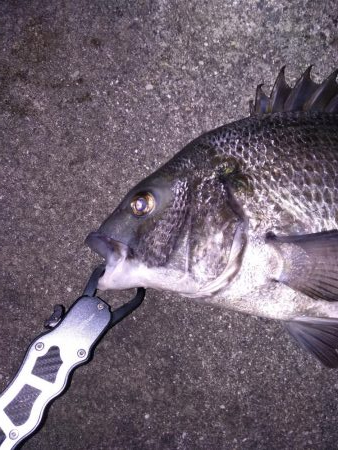 ルアーで良型のチヌ