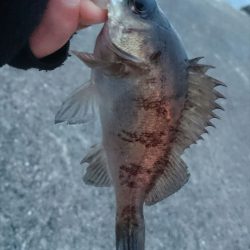 夕方の時合いのみ