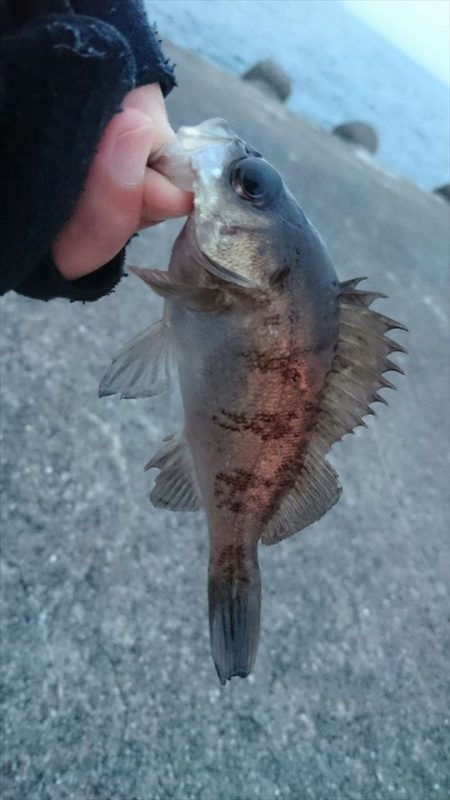 夕方の時合いのみ