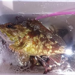 根魚御三家(・x・*)♪