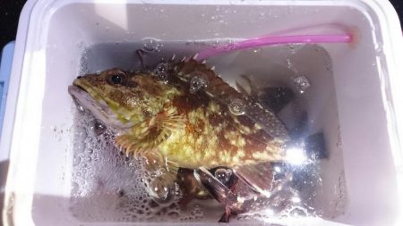 根魚御三家(・x・*)♪