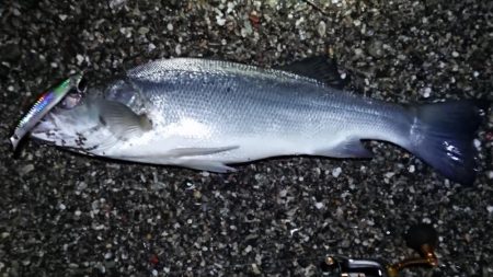 ようやく、新年初モノ・・・