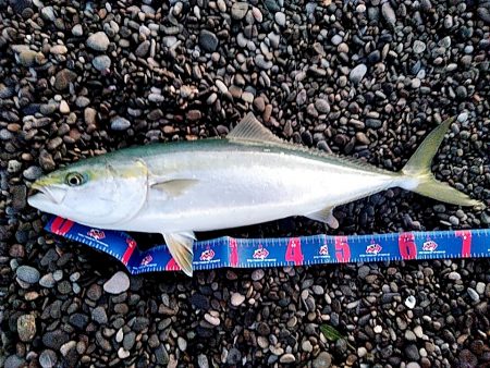 なんと　メジロが釣れました！！