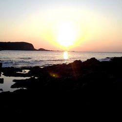 アオリイカ坊主　青物ゲット