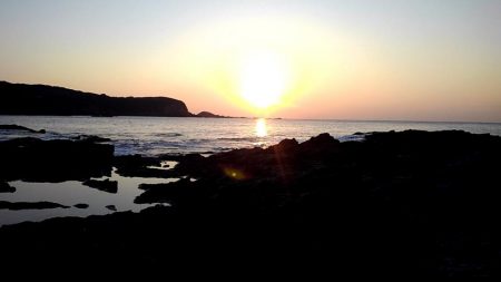 アオリイカ坊主　青物ゲット