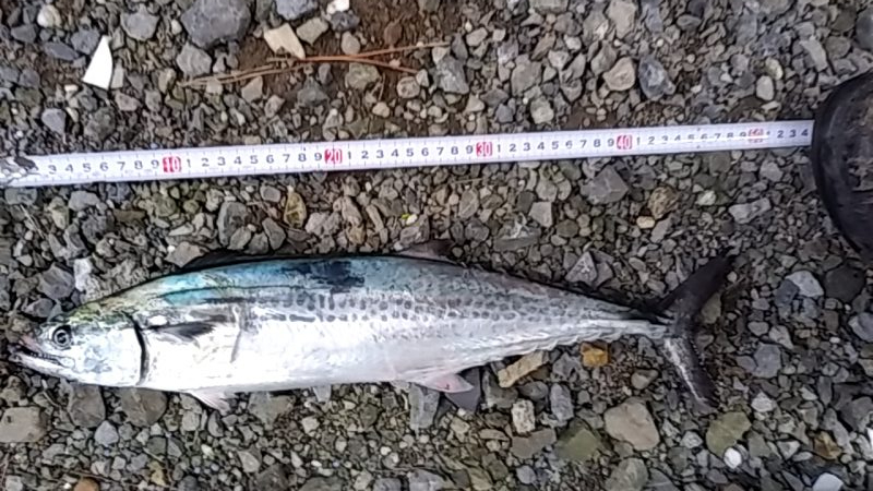 サーフトローリング