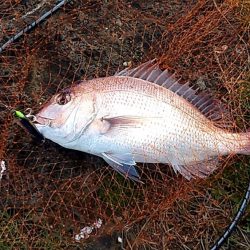 ベイトたくさん！