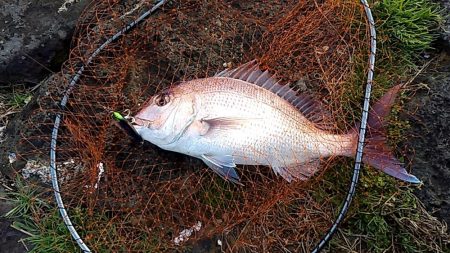 ベイトたくさん！