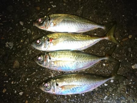 まだアジングで釣れています