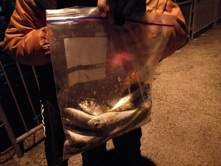 アジ狙いサビキ釣り