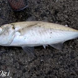 真冬でもサビキでアジが！