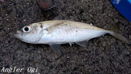 真冬でもサビキでアジが！