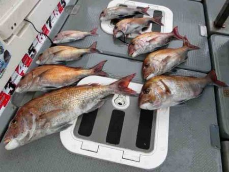 遊漁船 セトマリン 釣果