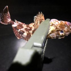 また失敗かと思いましたが、最後にメバルに会えた