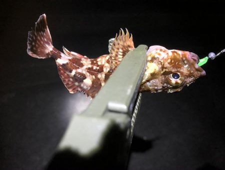 また失敗かと思いましたが、最後にメバルに会えた