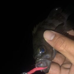 27センチのカサゴ！