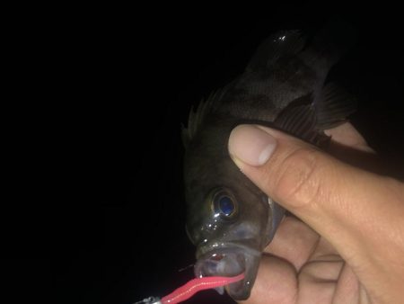 27センチのカサゴ！