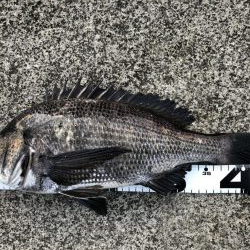 イチノ兄弟、釣果！