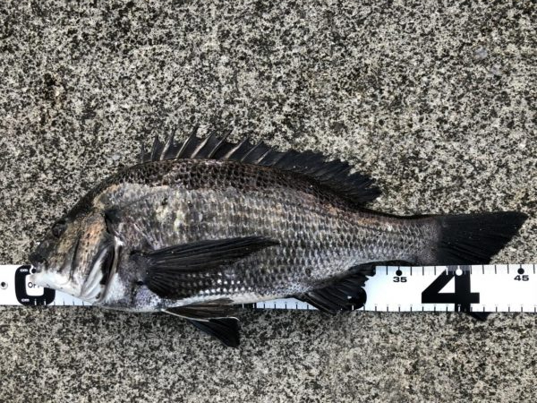 イチノ兄弟、釣果！