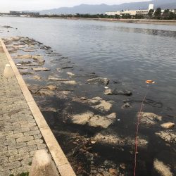 ハネがやっとでました